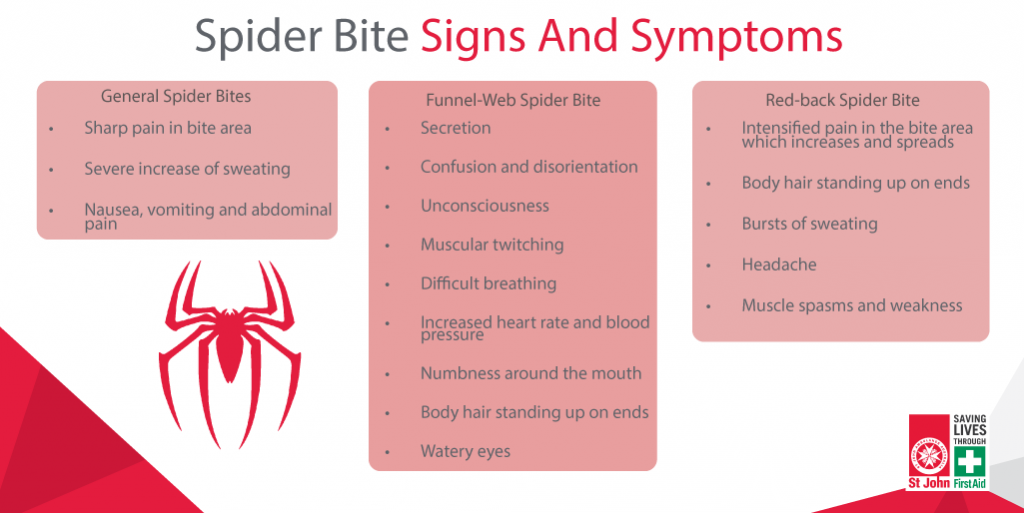Spider Bite Signs And Symptoms 1024x513 